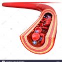 arteria-humana-cut-away-equipo-ilustraciones-e1kfe2